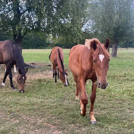Farma Puchalowo Екстер'єр фото