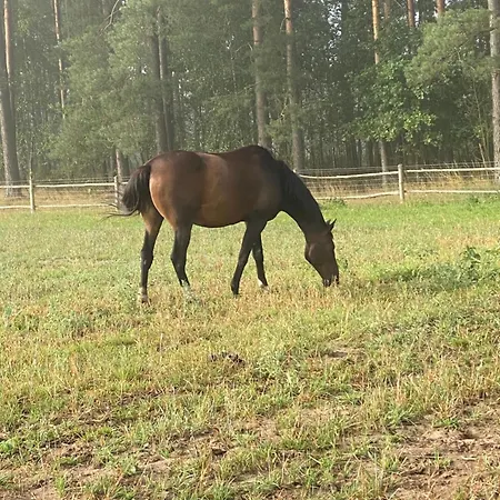Farma Puchalowo Екстер'єр фото