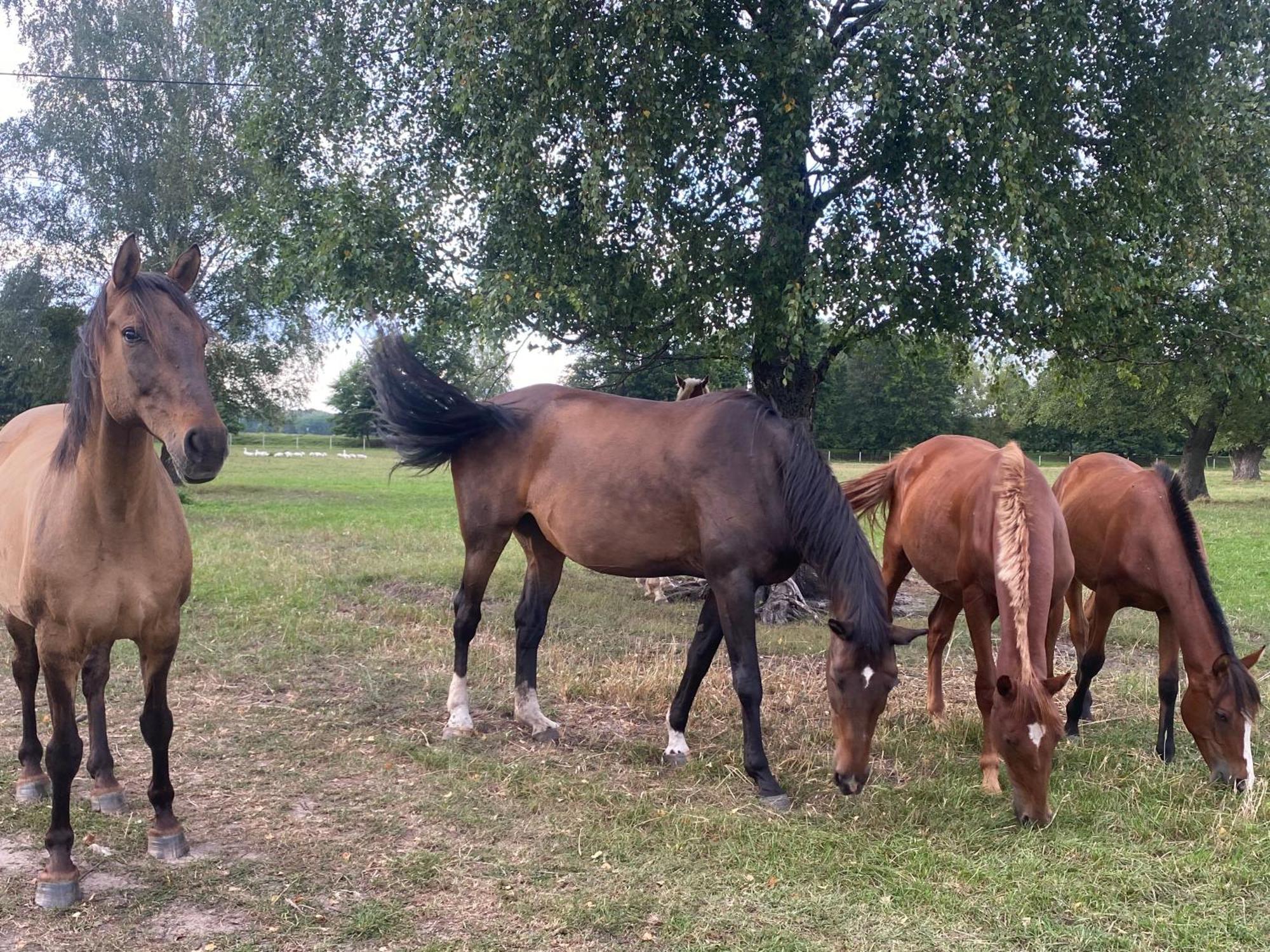 Farma Bauernhof *
