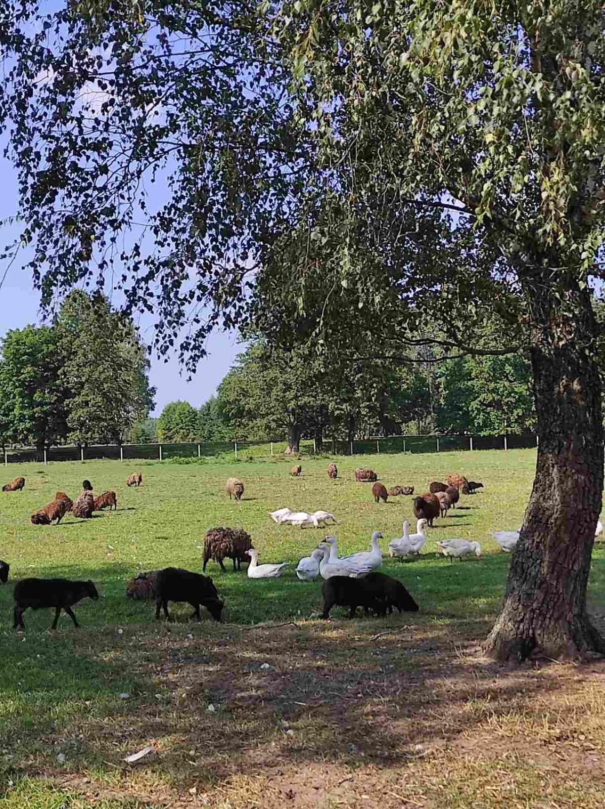 Bauernhof Farma