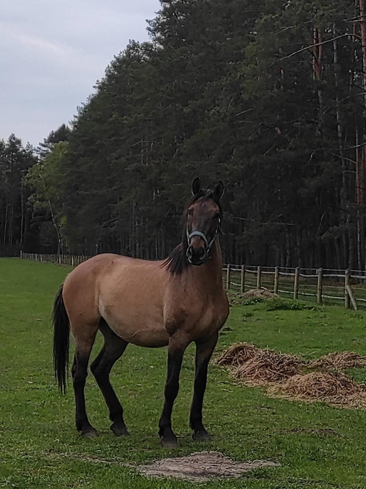 Farma Bauernhof *