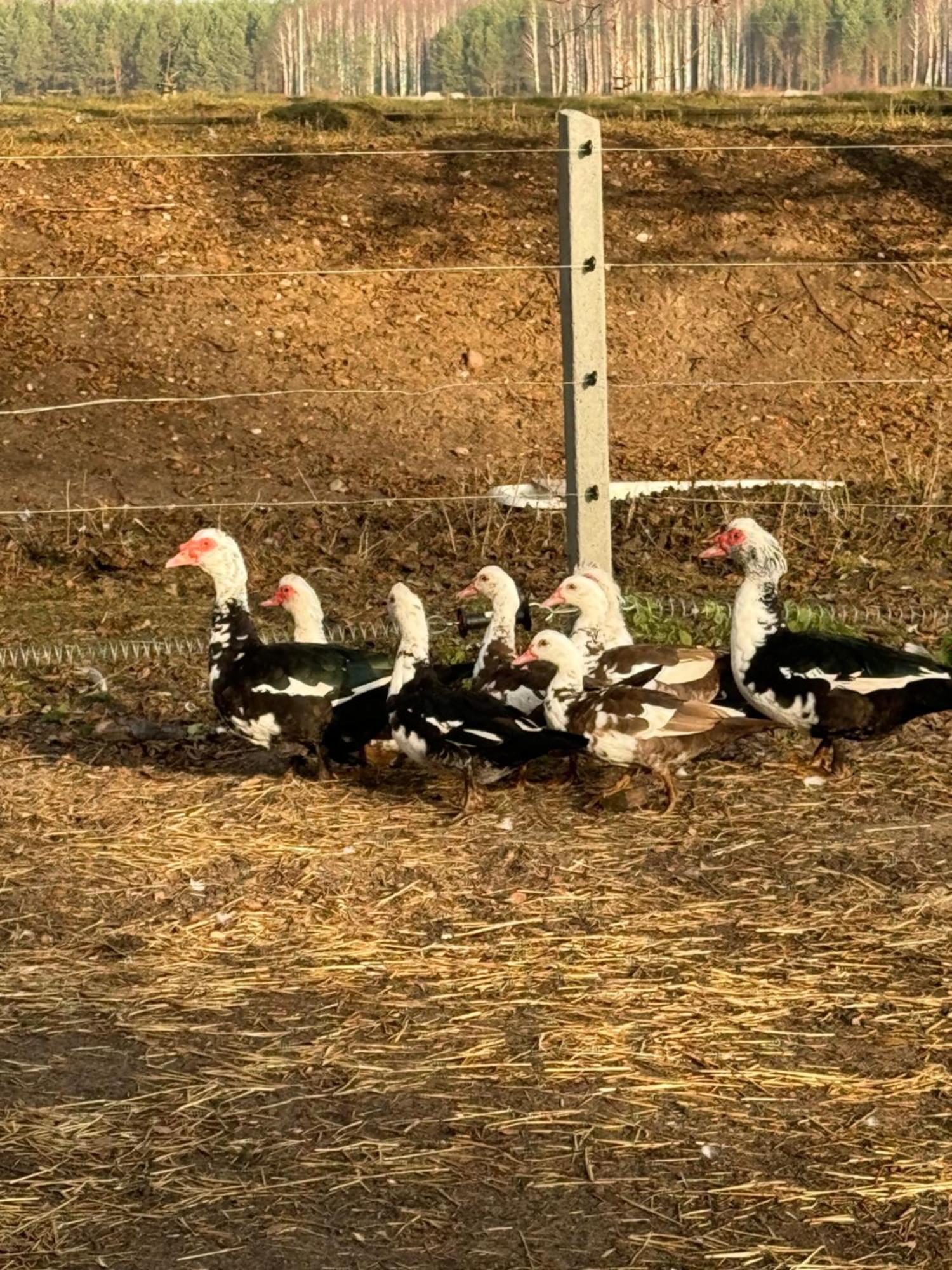 Farma Puchalowo